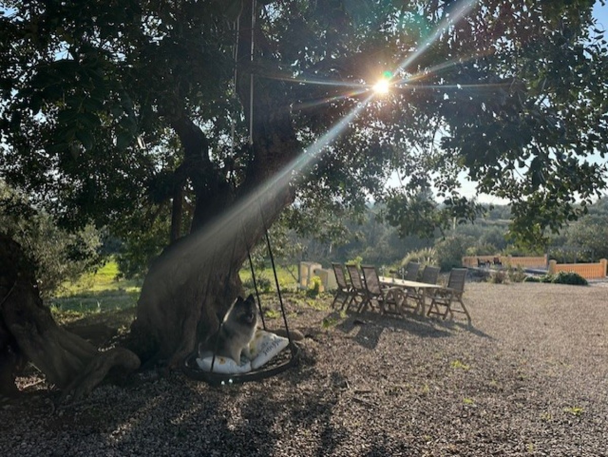 Afbeelding van Garden Suite Vila Girasoles 🌿
