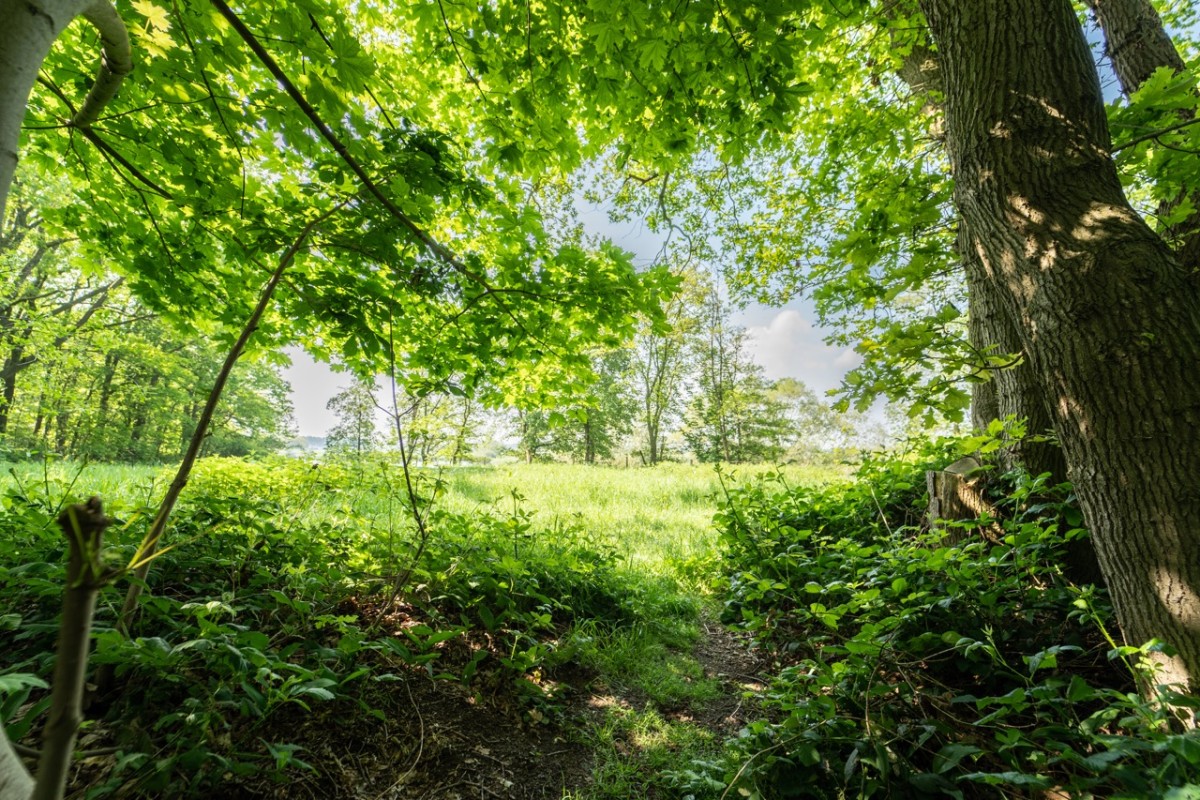 Afbeelding van BOSHUISJE