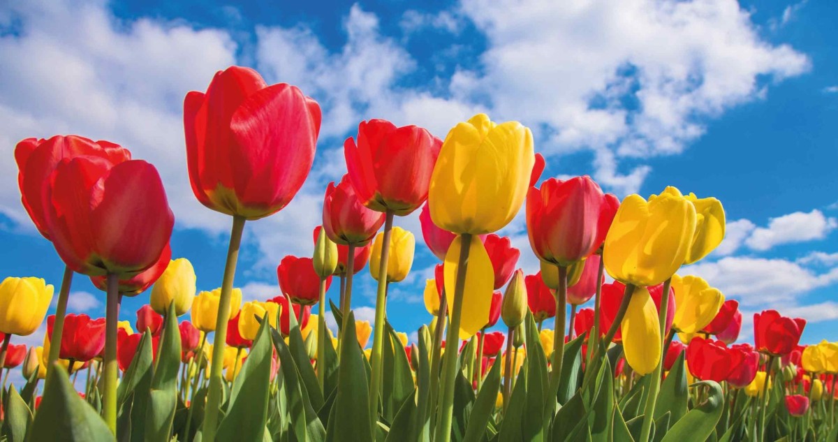 Afbeelding van [No roomname has been set!]