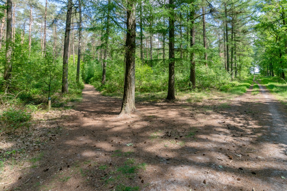 Afbeelding van Vakantiehuis Hondsrug Hideaway