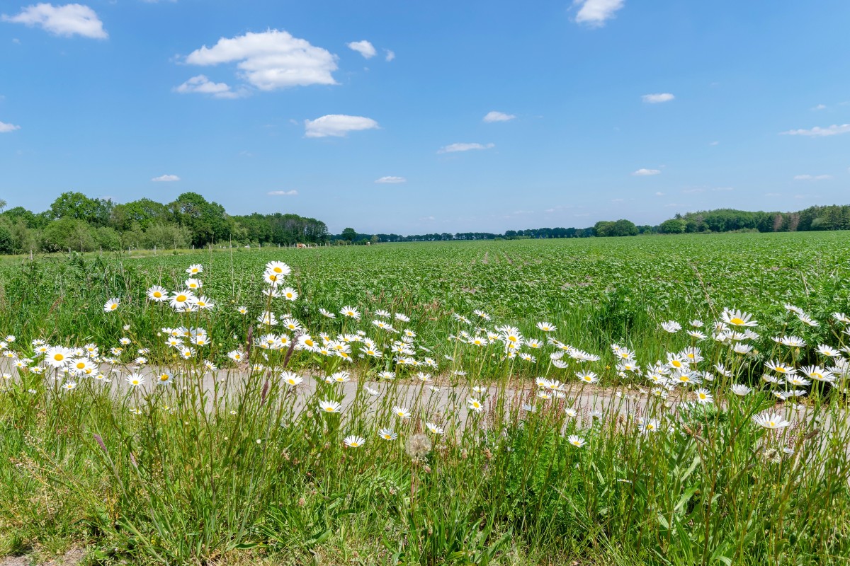 Afbeelding van Vakantiehuis Hondsrug Hideaway