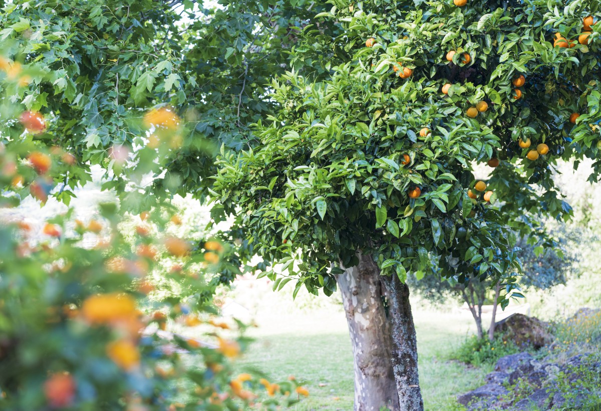 Pictures of Campsite among the orange trees