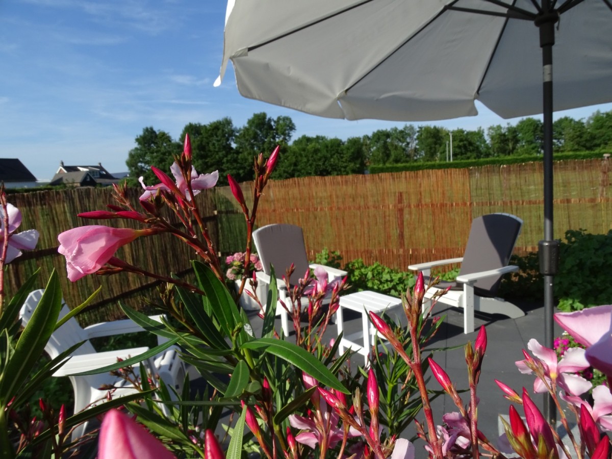 Afbeelding van de Tulp