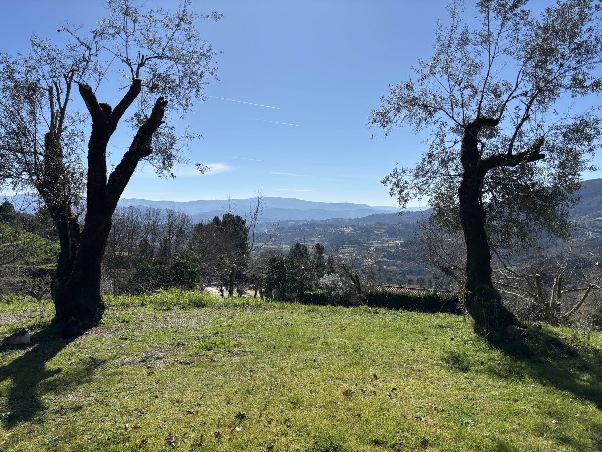 Pictures of Tinyhouse Tree