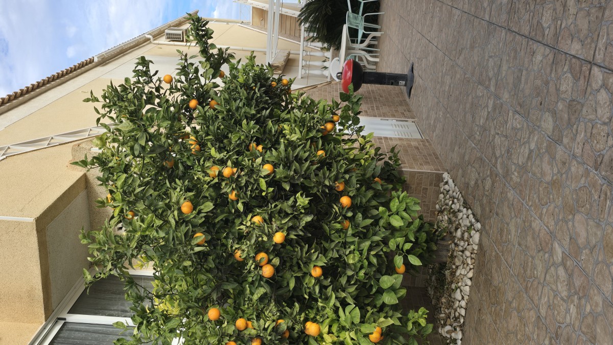 Pictures of Torrevieja Lake View