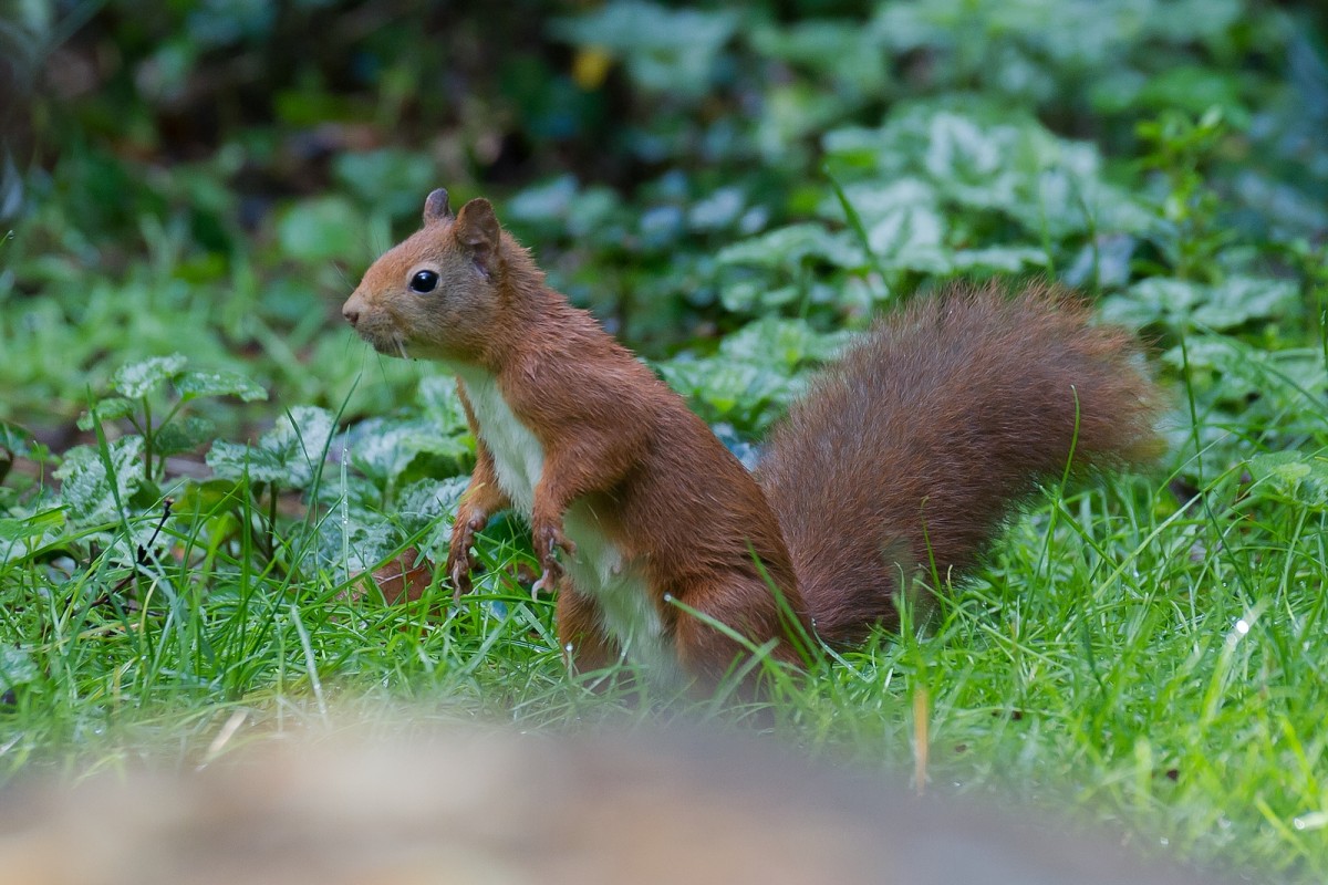 Afbeelding van Boshuisje Wateren I