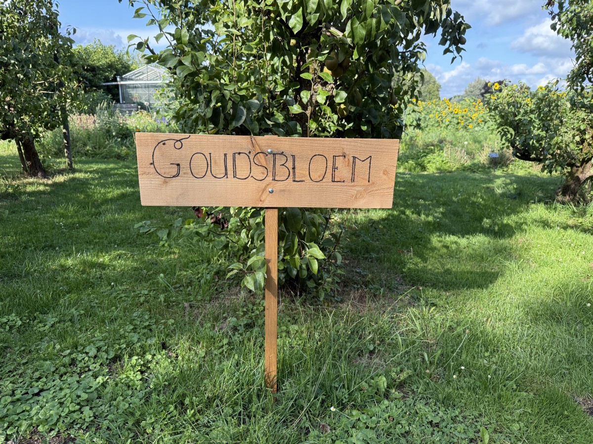 Afbeelding van Goudsbloem