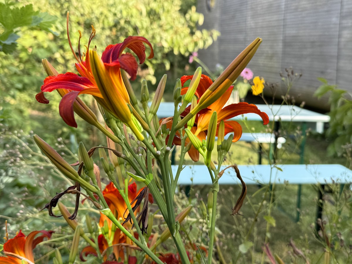 Afbeelding van Goudsbloem