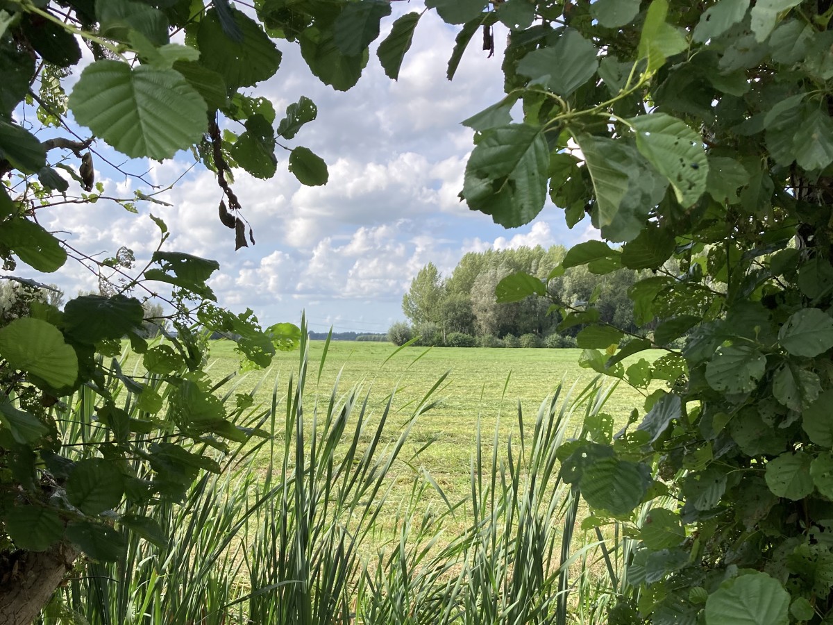 Afbeelding van Goudsbloem