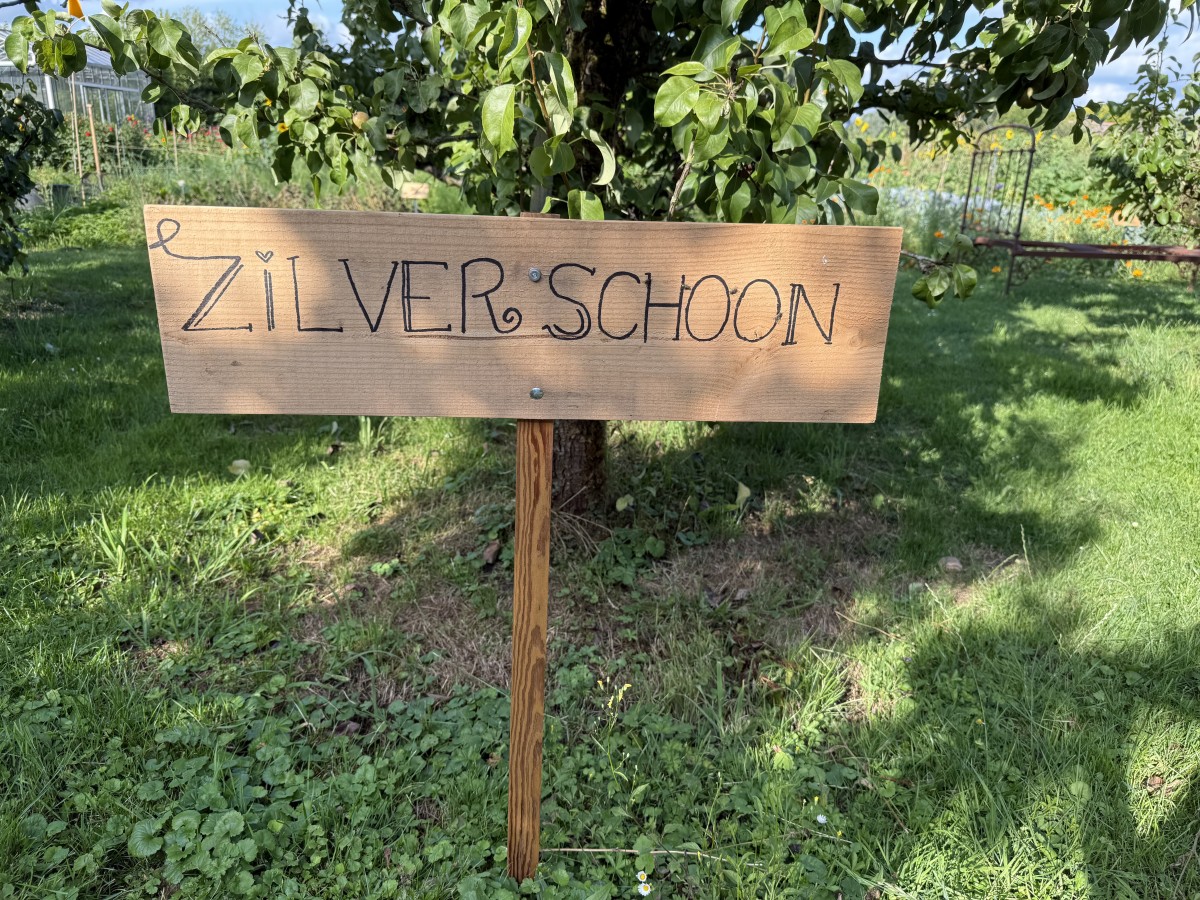 Afbeelding van Zilverschoon