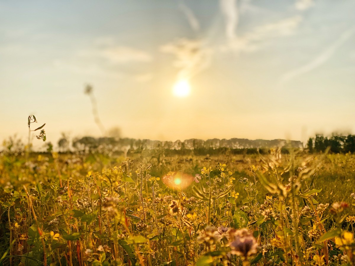Afbeelding van Groepsaccommodatie met Bell-tenten