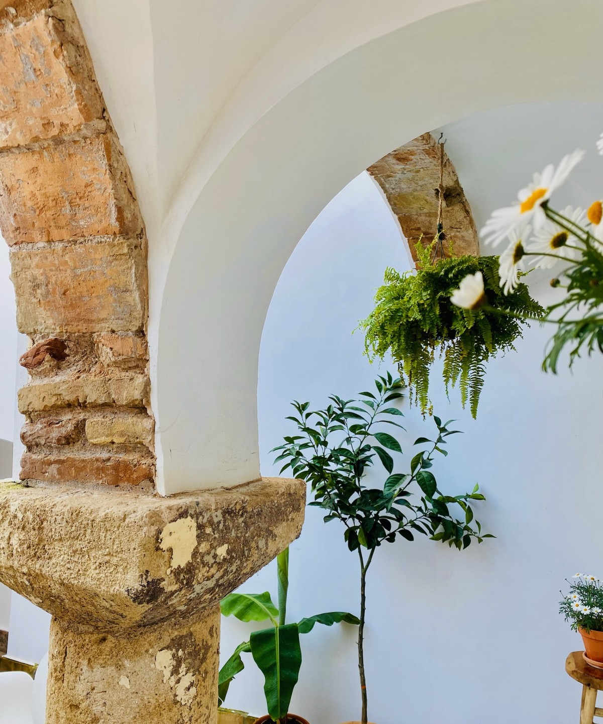 Pictures of Tinte Viejo