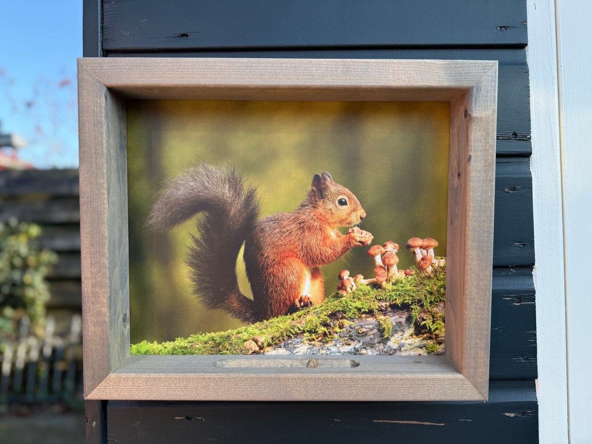 Afbeelding van Eekhoorn met barrelsauna