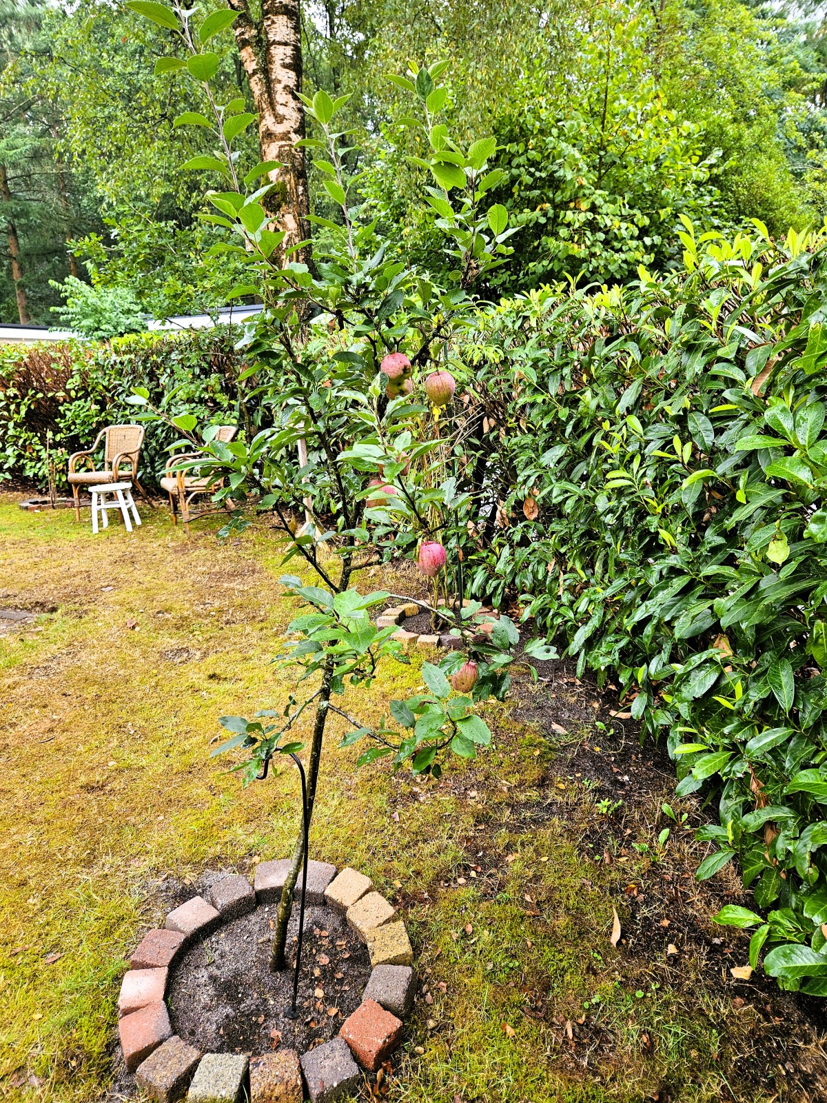 Afbeelding van Het Veluwse nest