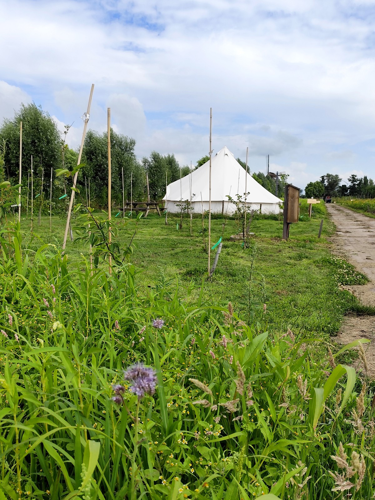 Afbeelding van FAZANT | Ingerichte 4-persoons Bell tent