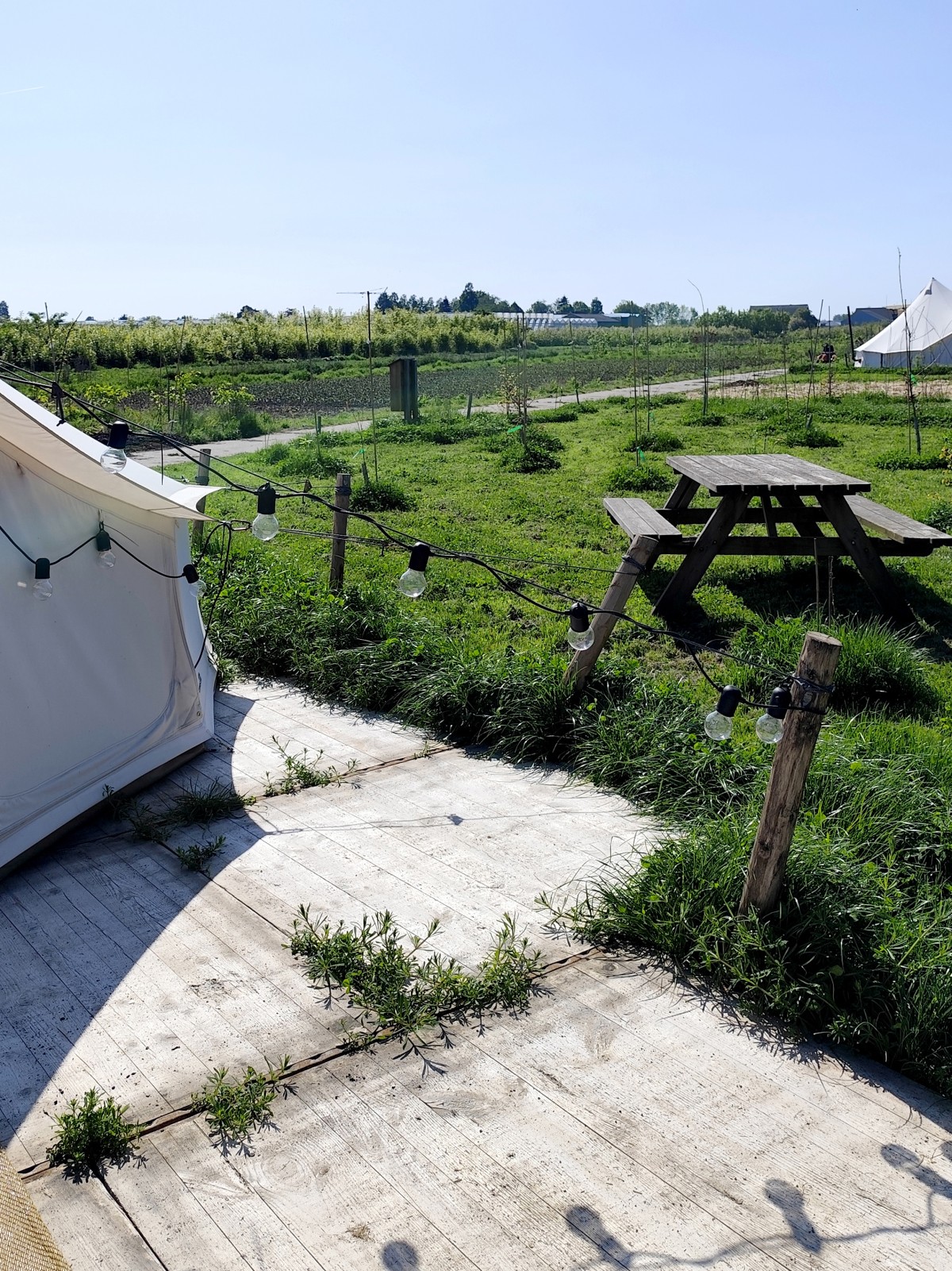 Afbeelding van FAZANT | Ingerichte 4-persoons Bell tent