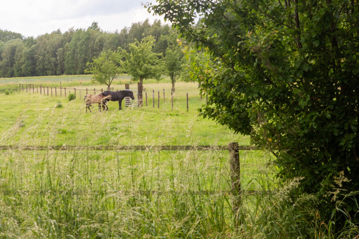 Afbeelding van WeidsOvernachten