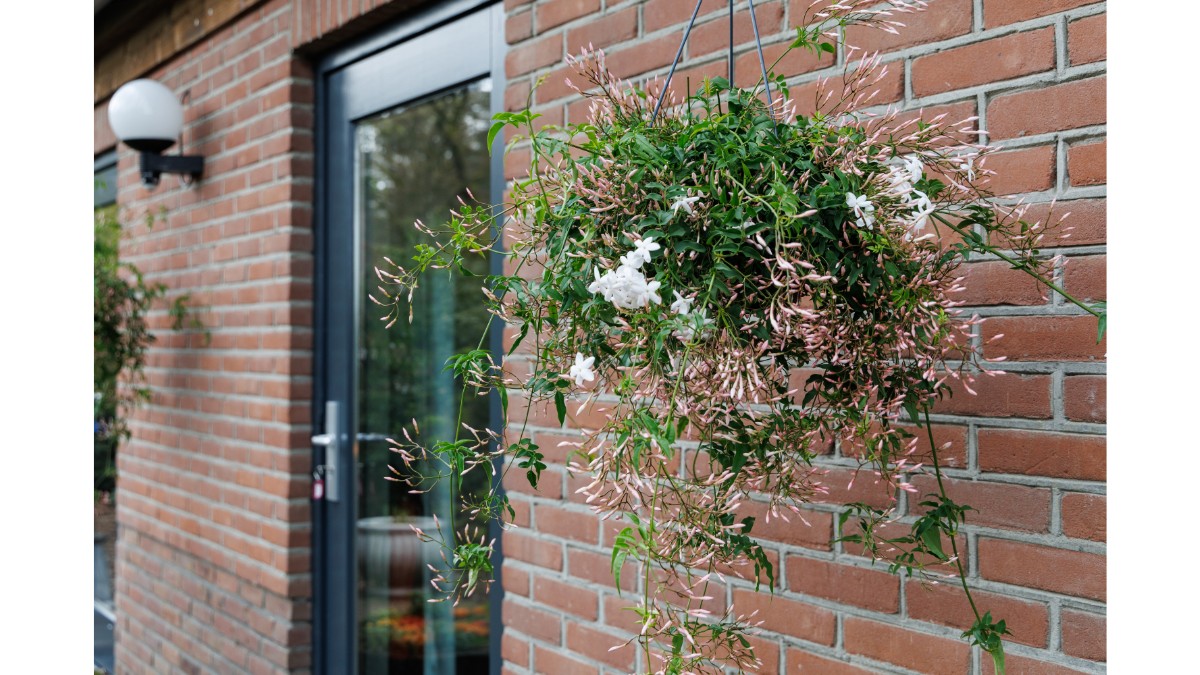 Afbeelding van Studio Hert