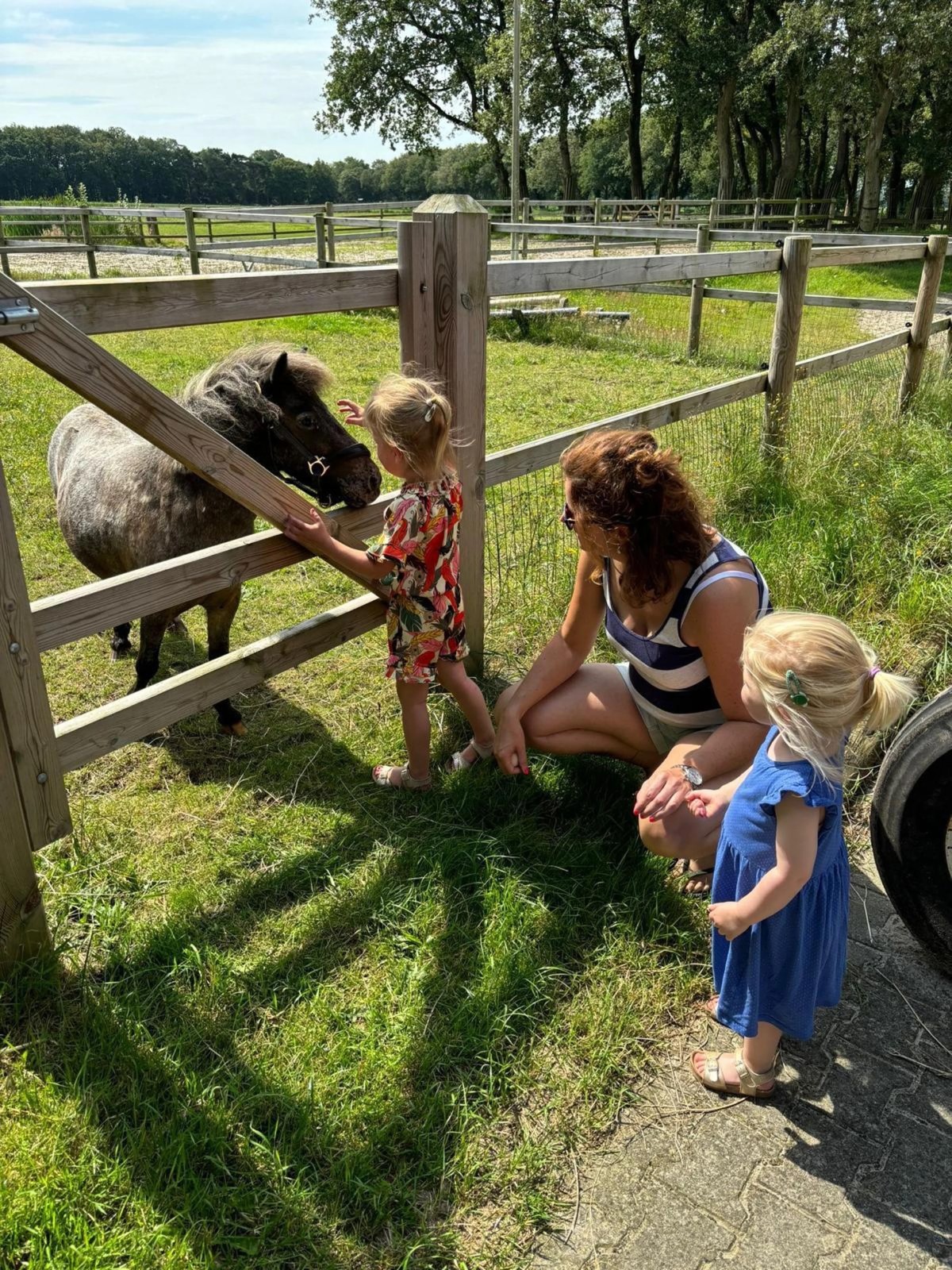 Afbeelding van Het Paarse Paard Schoonloo