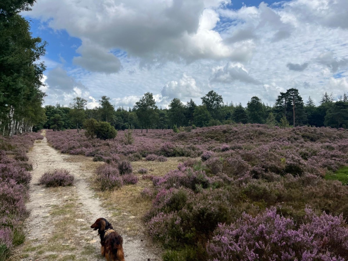 Afbeelding van Het Paarse Paard Schoonloo