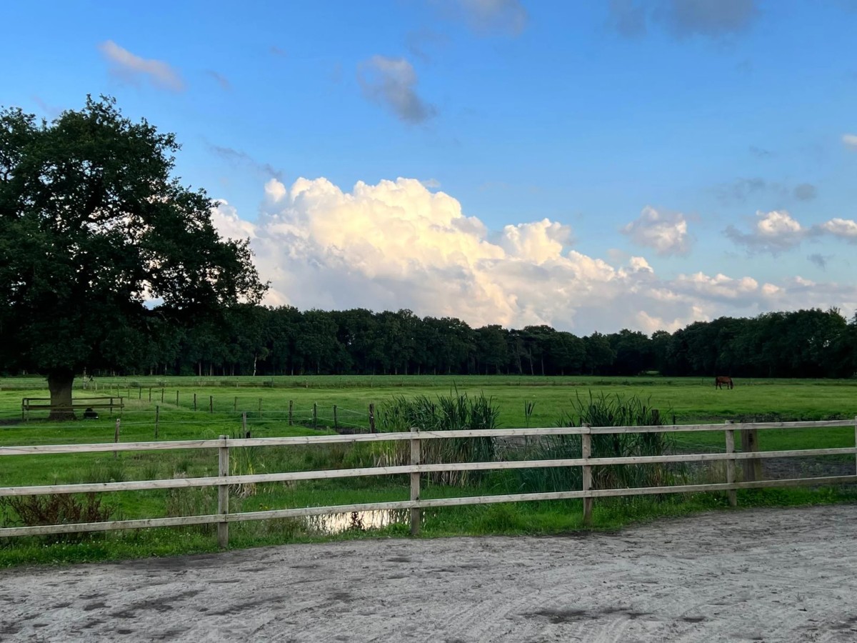 Afbeelding van Het Paarse Paard Schoonloo