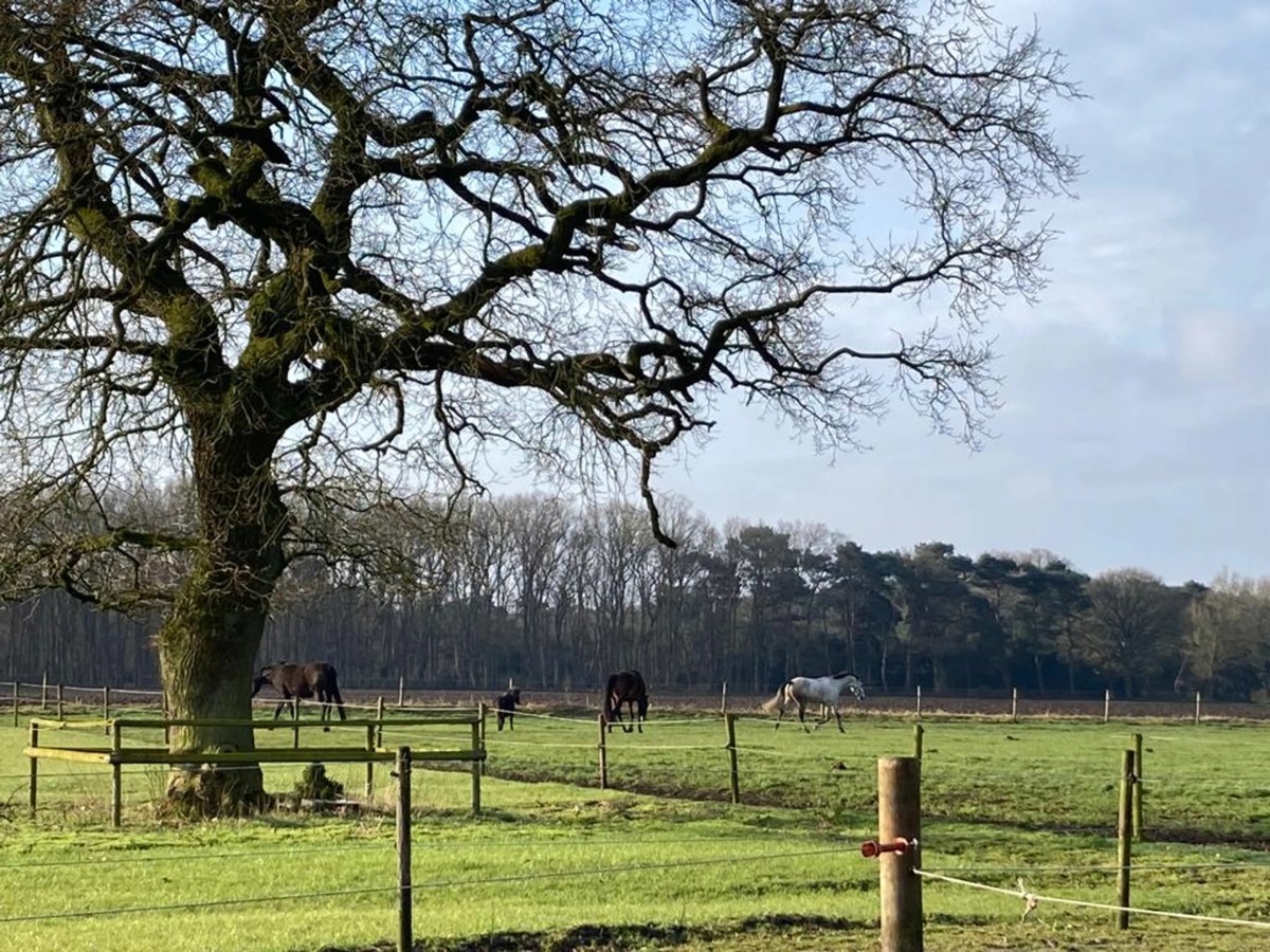 Afbeelding van Het Paarse Paard Schoonloo
