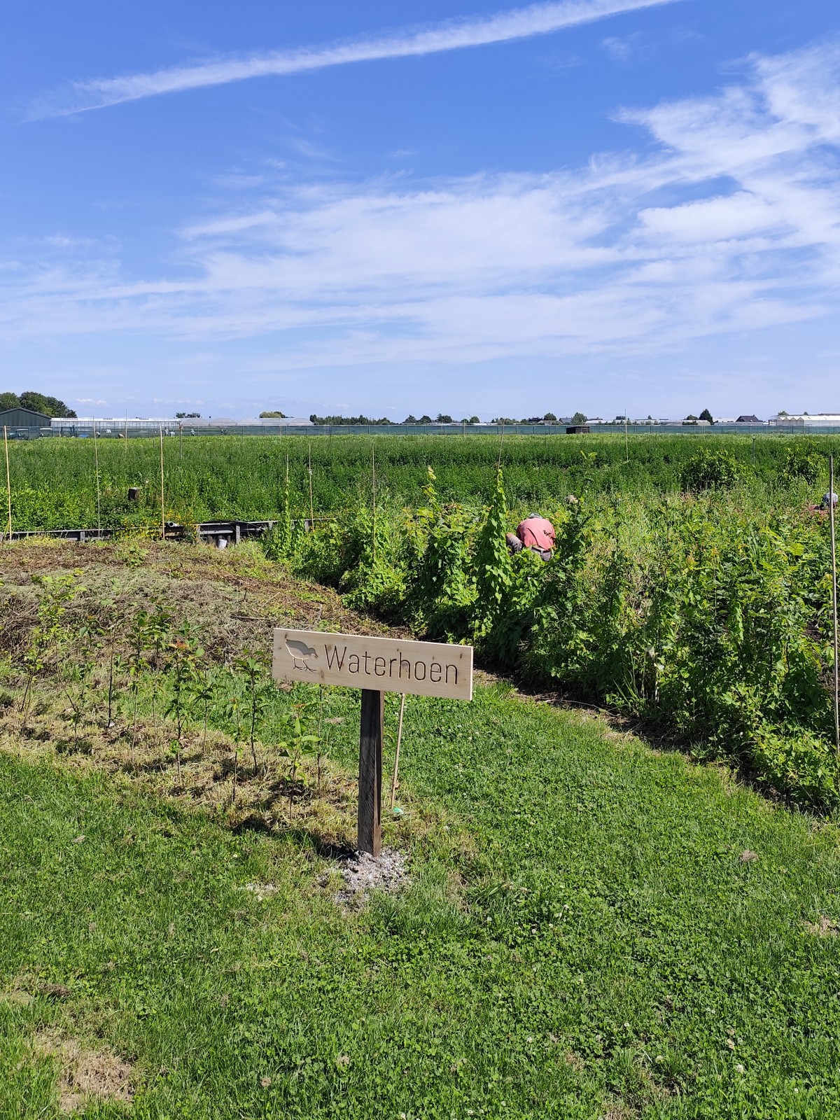 Afbeelding van WATERHOEN | Kampeerplaats, tent