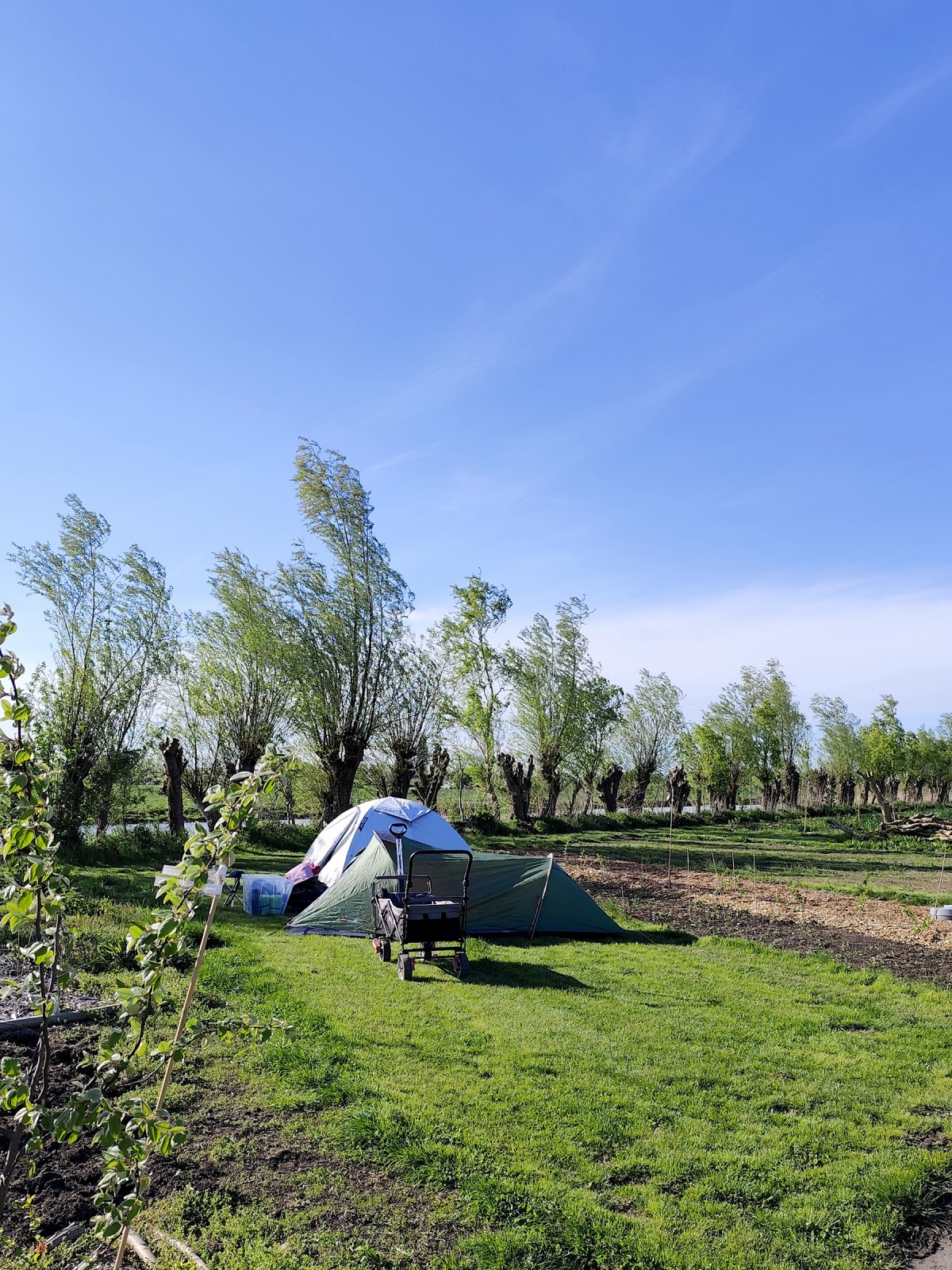 Afbeelding van ZILVERREIGER | caravan (max 6m), camper (max2000kg