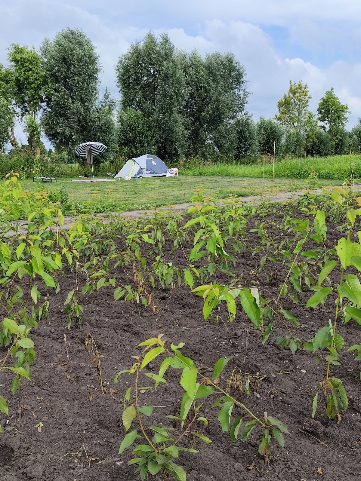 Afbeelding van KRAKEEND | Kampeerplaats, tent