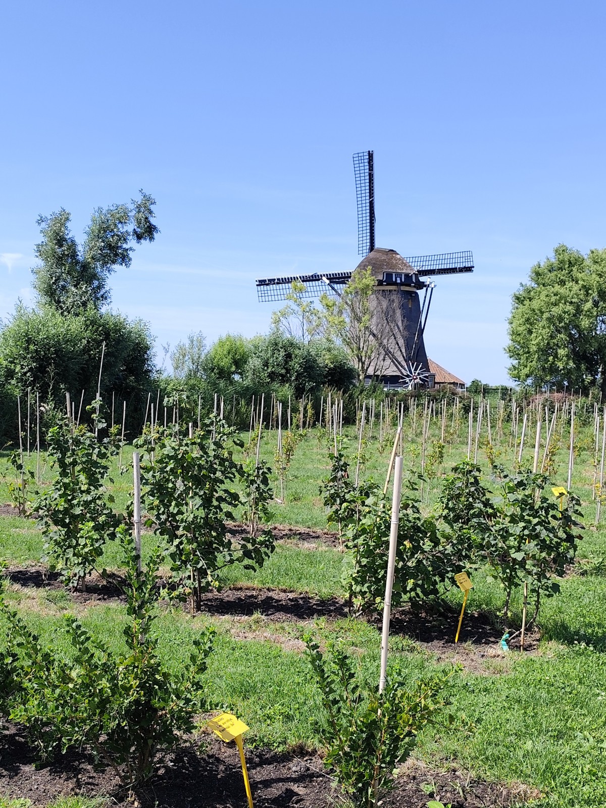 Afbeelding van ZWALUW | Kampeerplaats, tent