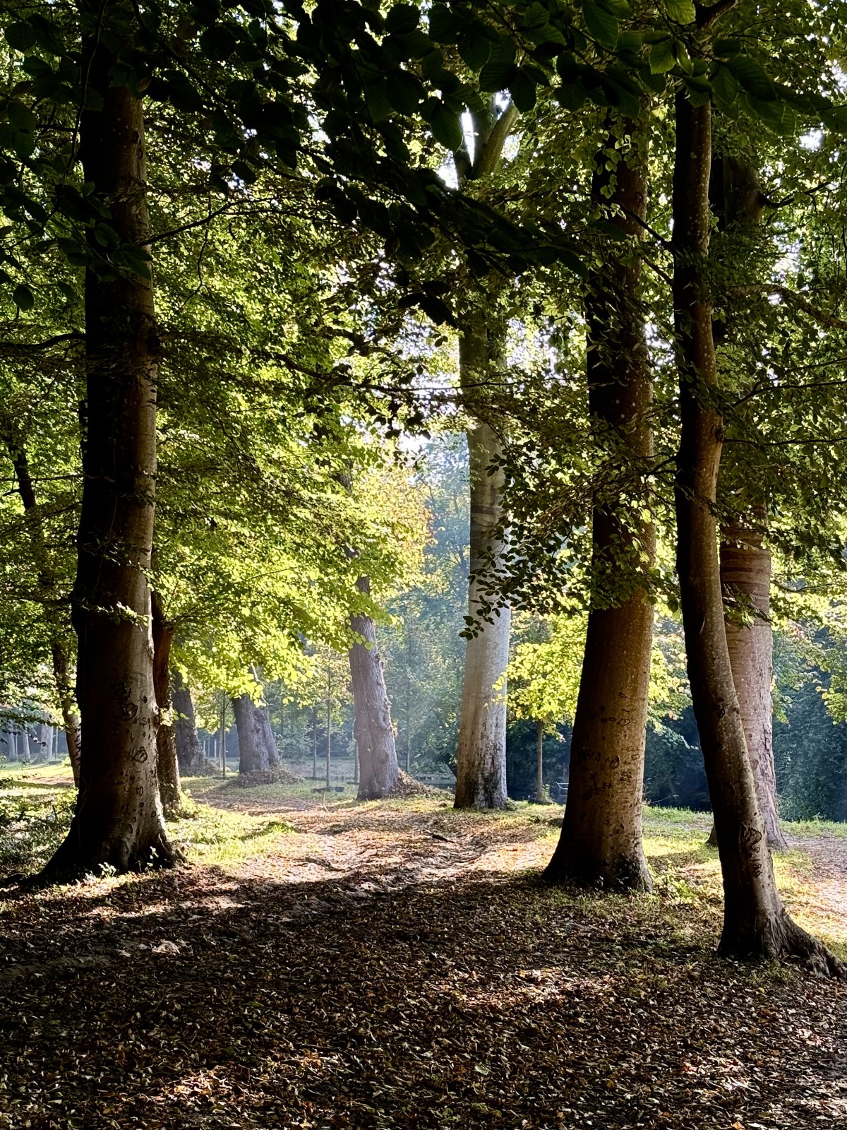Afbeelding van Groepsaccommodatie | 5 aparte verblijven