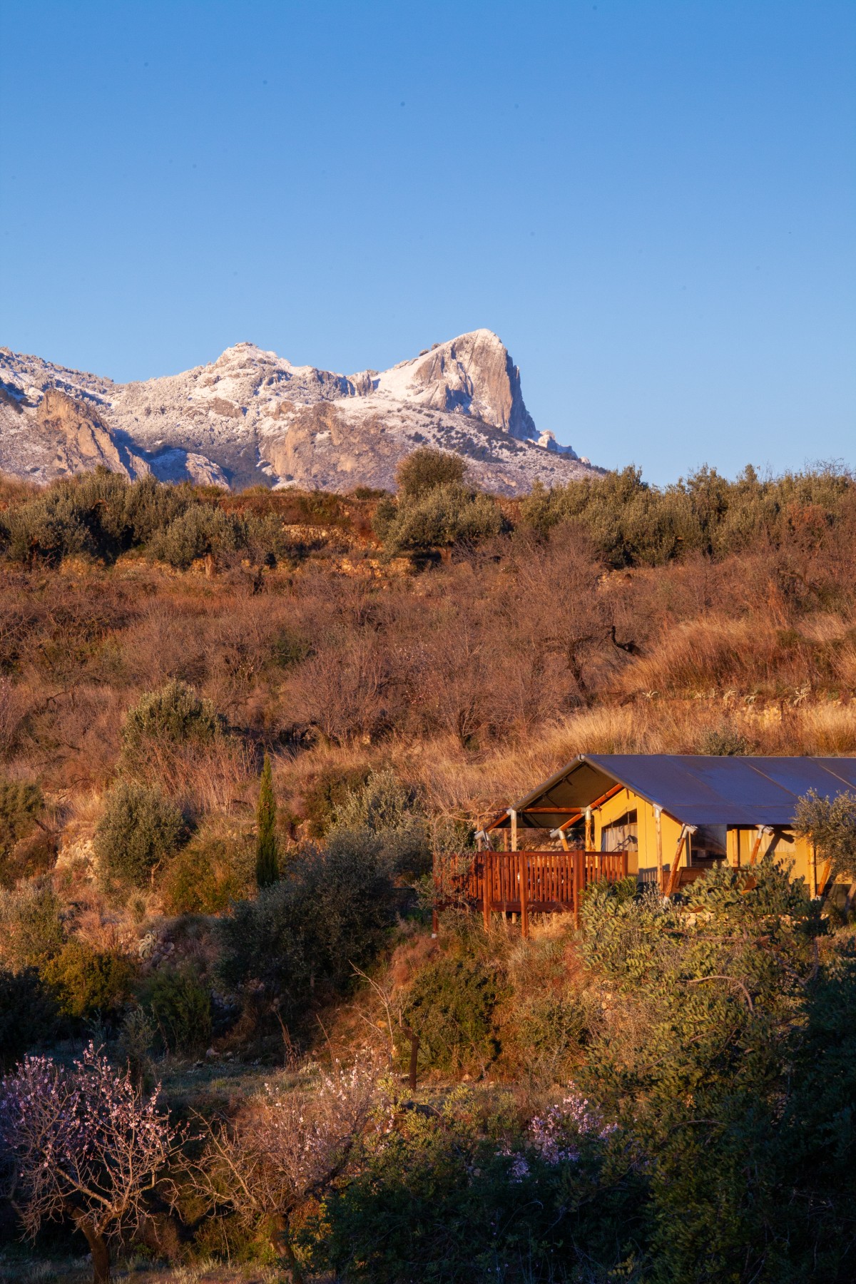 Pictures of Glamping Safari tent
