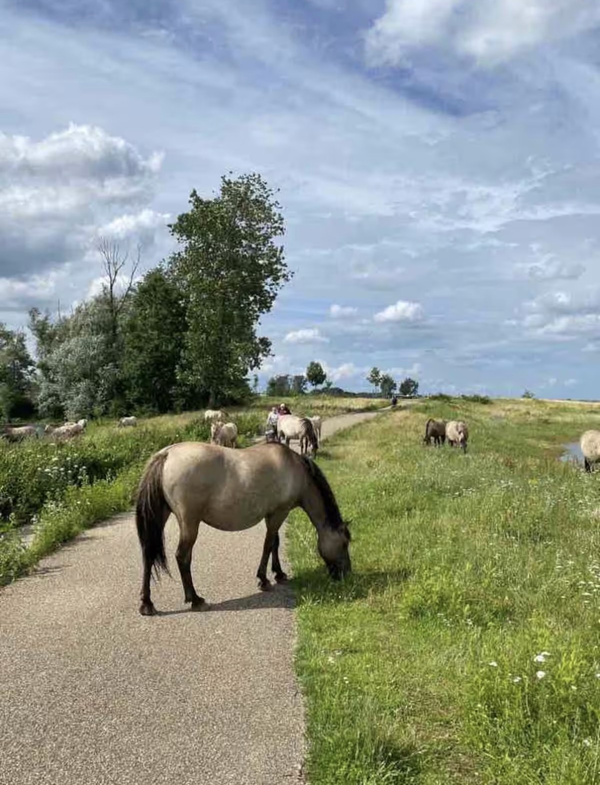 Afbeelding van Vakantiewoning ‘t Vaerthuys