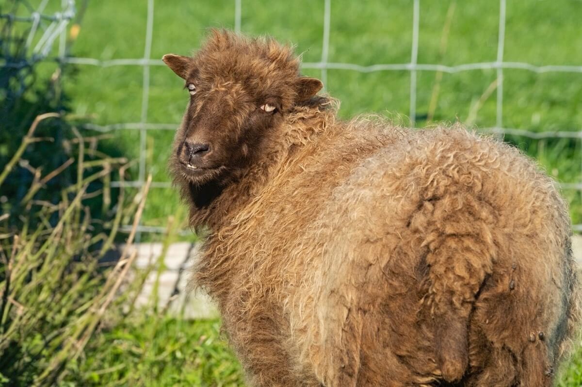 Afbeelding van Groepsruimte + 8 x 2 persoonsslaapkamer.