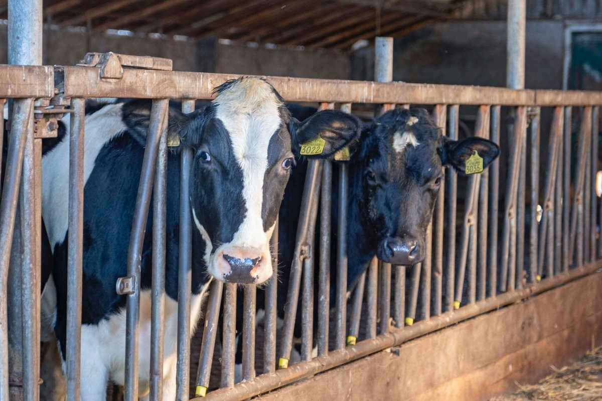 Afbeelding van Groepsruimte + 8 x 2 persoonsslaapkamer.