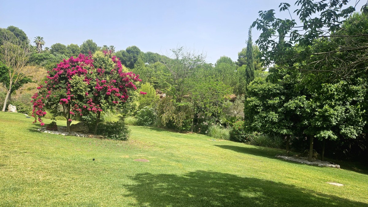 Afbeelding van Atalaya