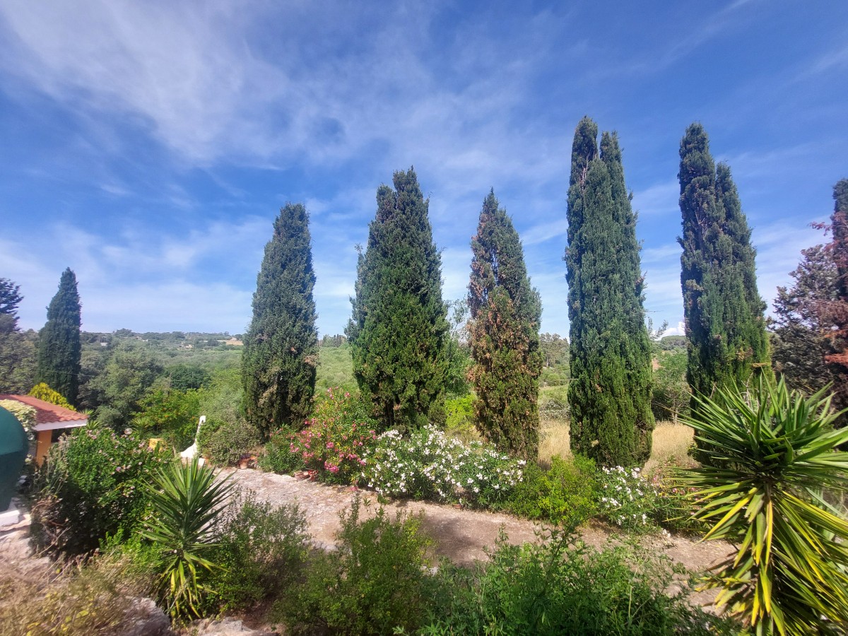 Pictures of Gufo + Canarino | 4p