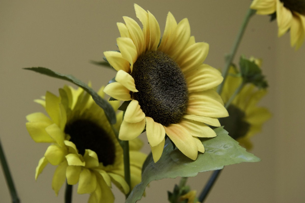Afbeelding van Zonnebloemkamer