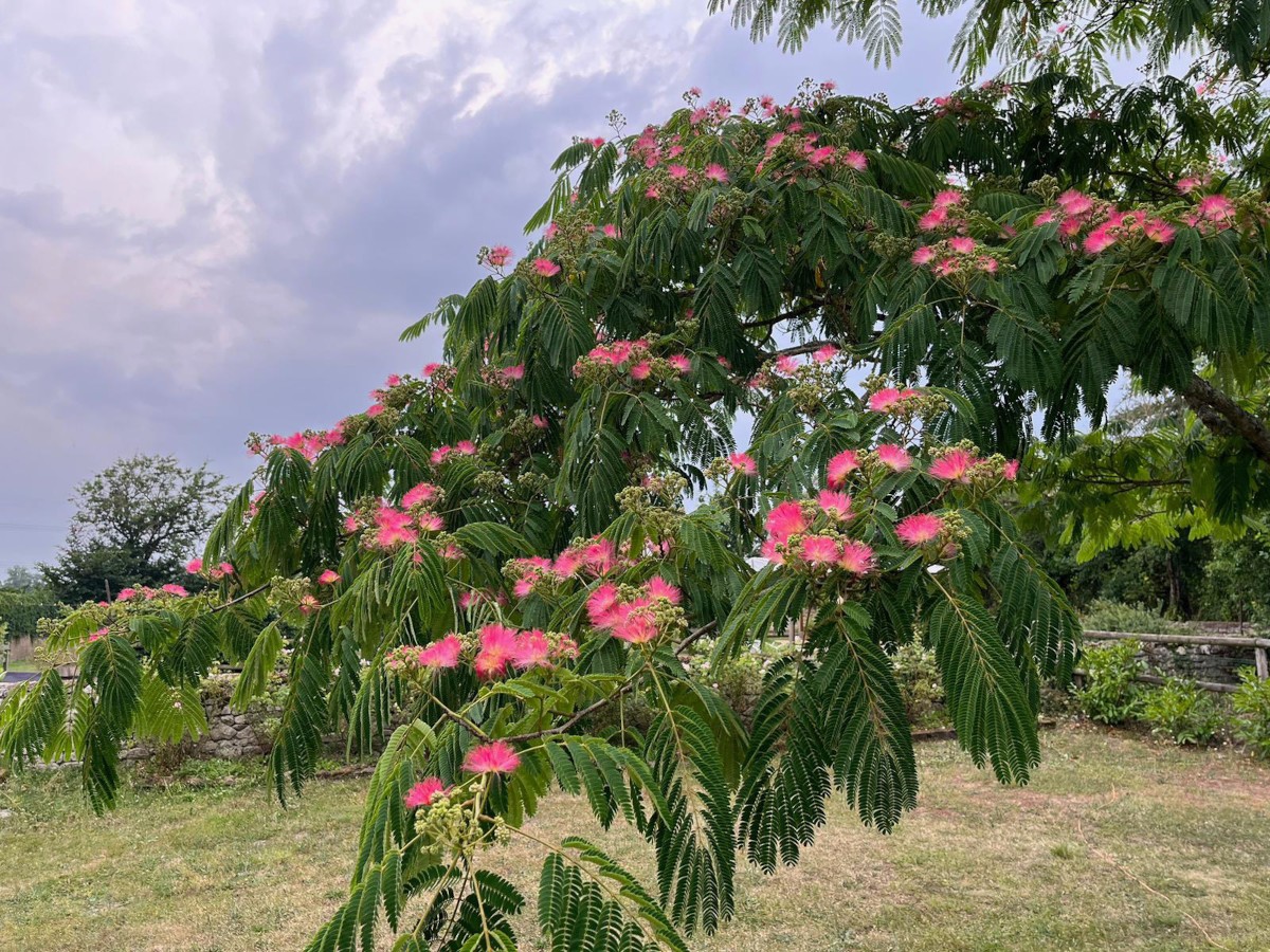 Pictures of Le Lapin