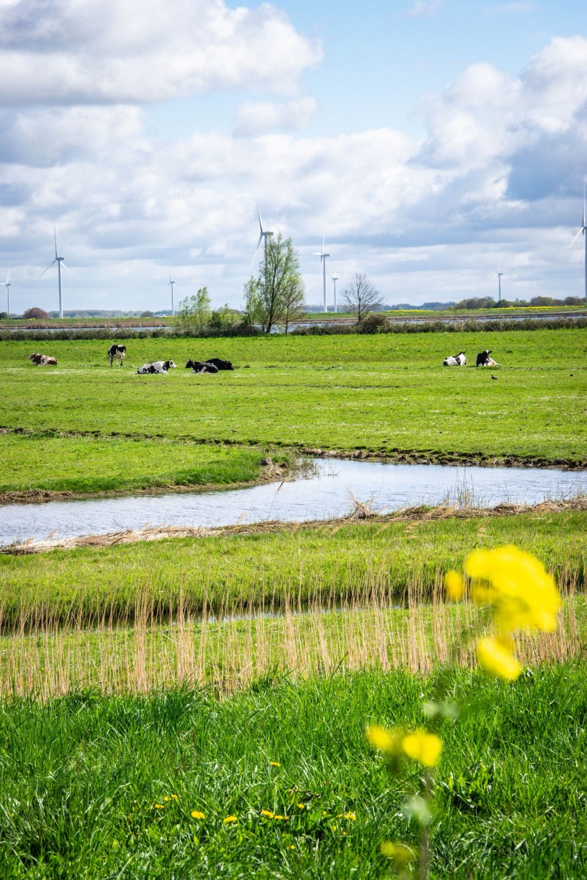 Afbeelding van Verblijf Schaap