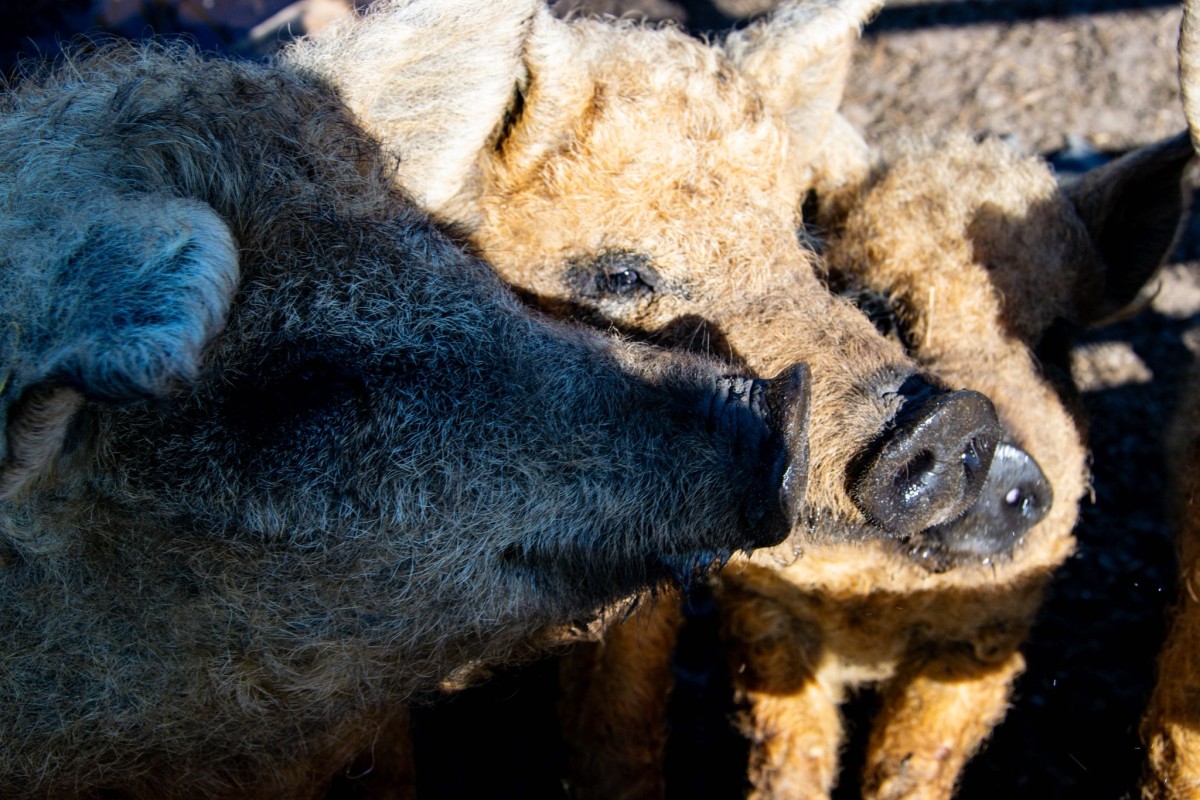 Afbeelding van Verblijf Schaap