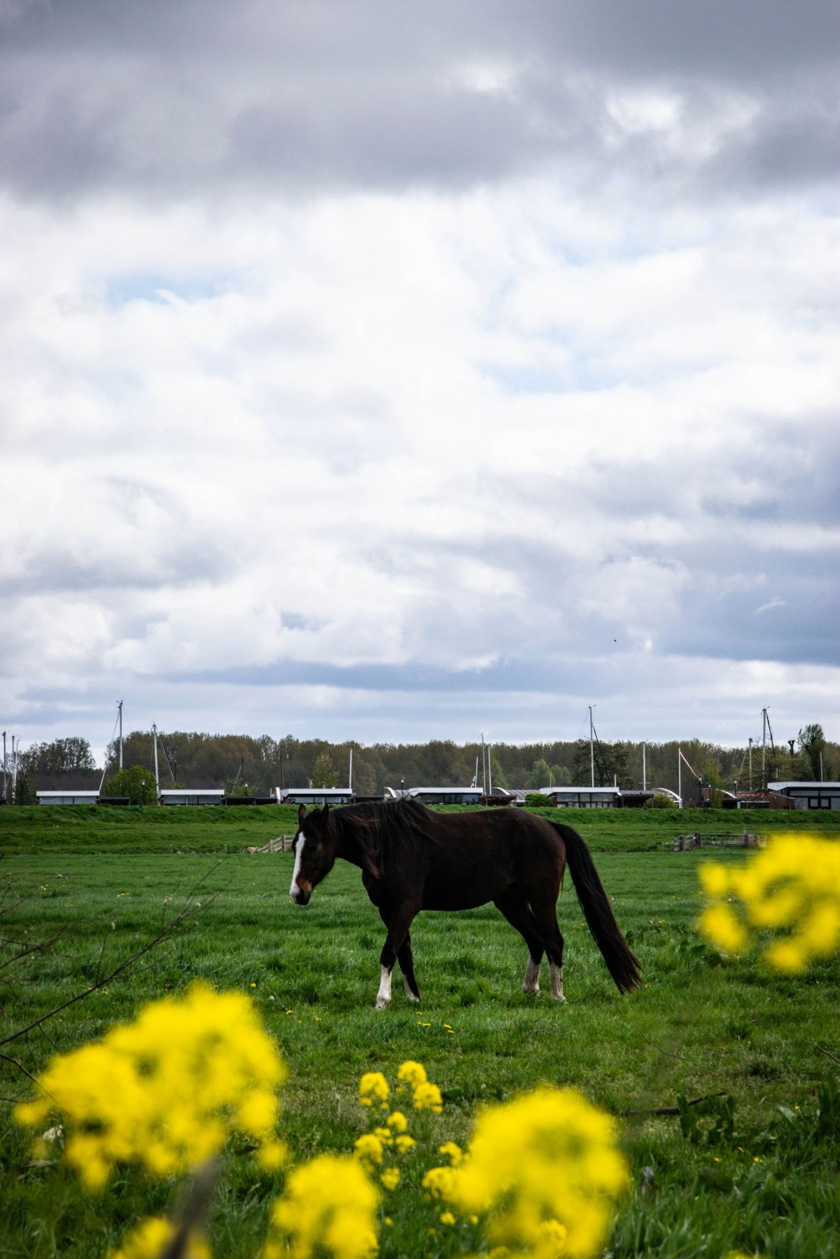 Afbeelding van Verblijf Schaap