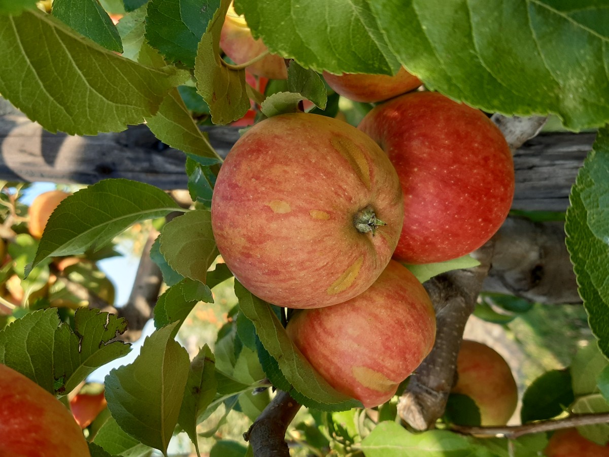 Afbeelding van Mirabelle  + Bellefleur + tuin, max. 17 personen