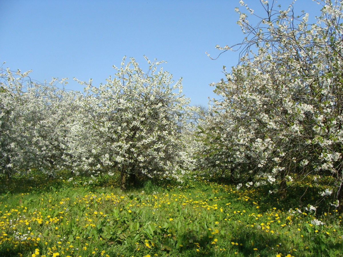 Afbeelding van Mirabelle  + Bellefleur + tuin, max. 17 personen
