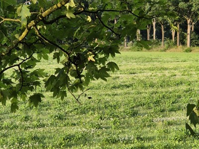 Ingerichte Bell Tent