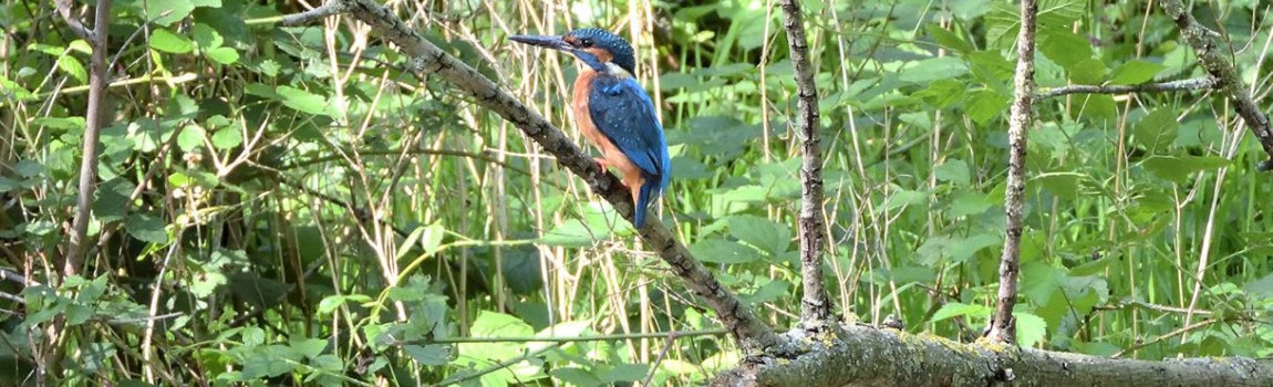 Bird watching excursion