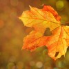 Warm autumn colors in sight
