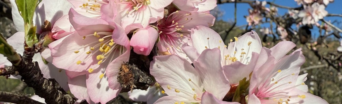 February around Malaga Peace, nature, and Andalusian charm