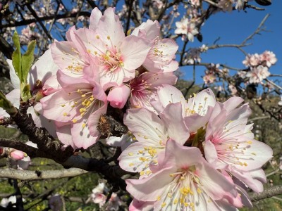 February around Malaga Peace, nature, and Andalusian charm