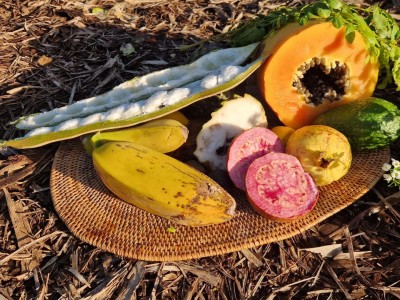 Botanical Garden, Pomar dos Sabores